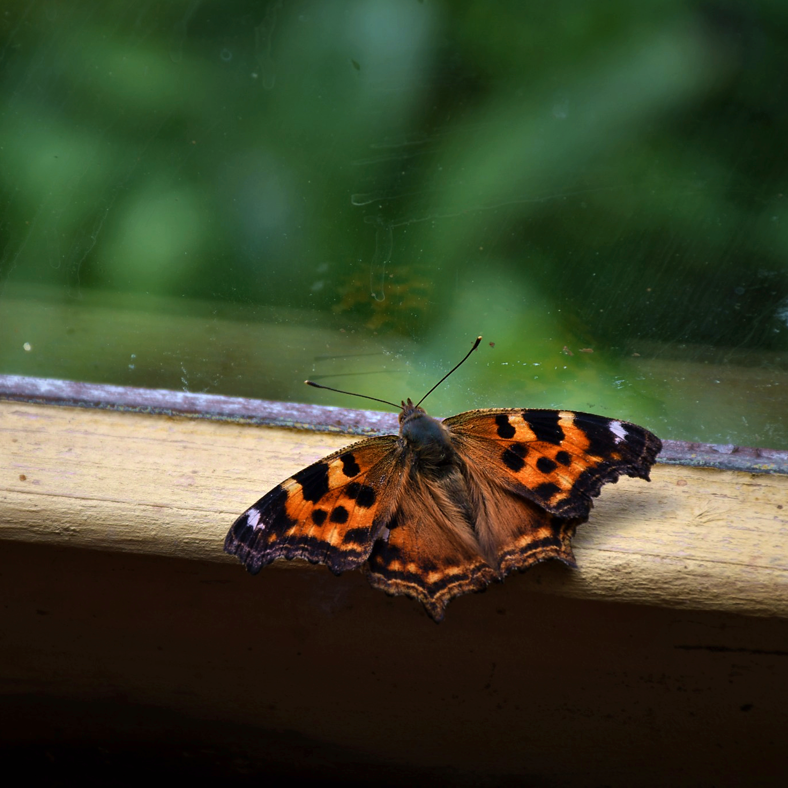 Reverie I artwork featuring an orange butterfly